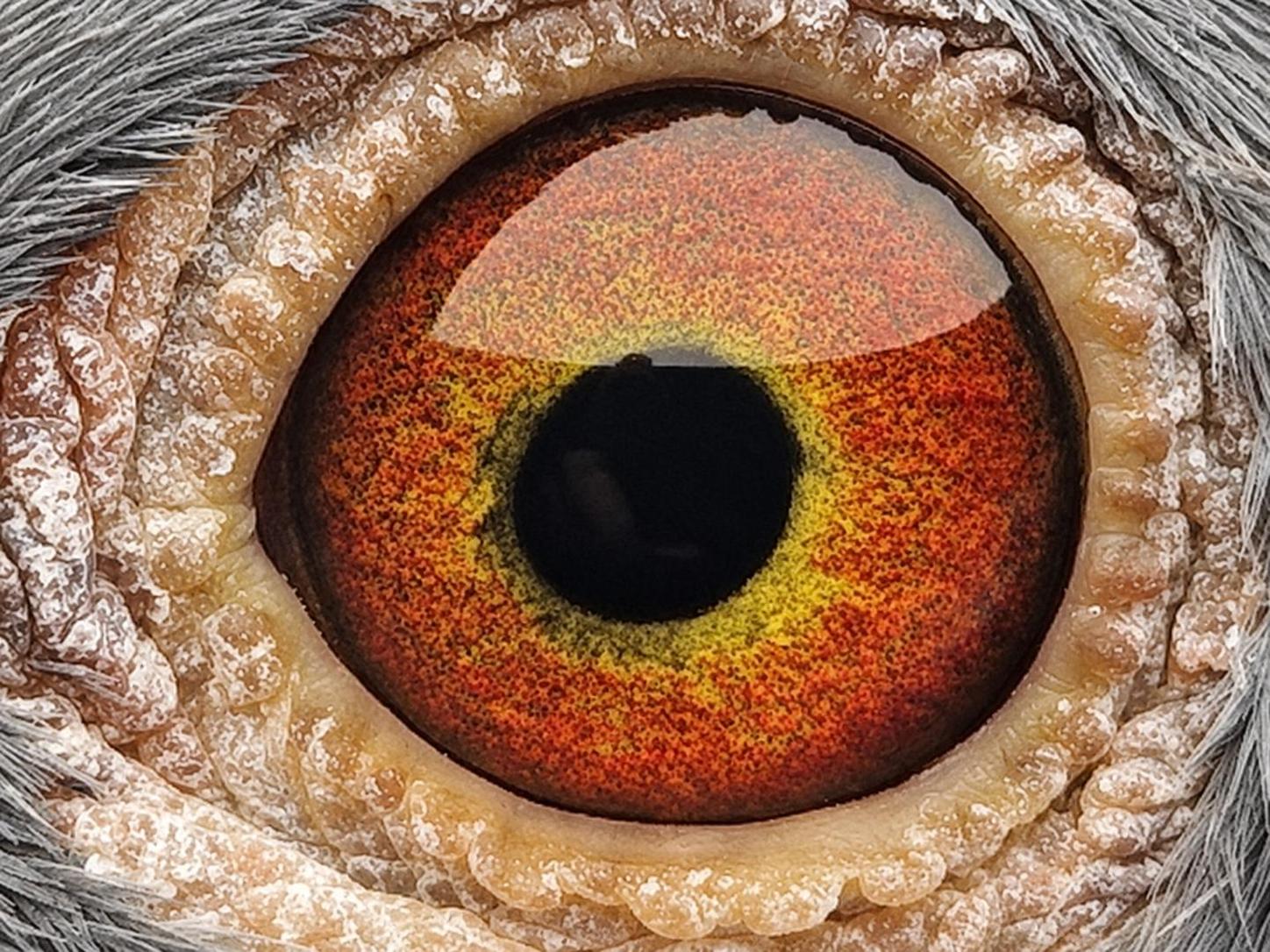 Pigeon eye